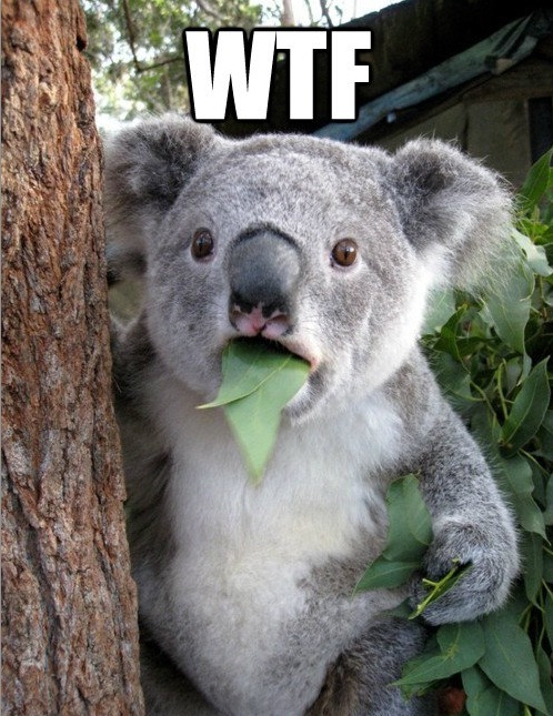 Shocked Koala